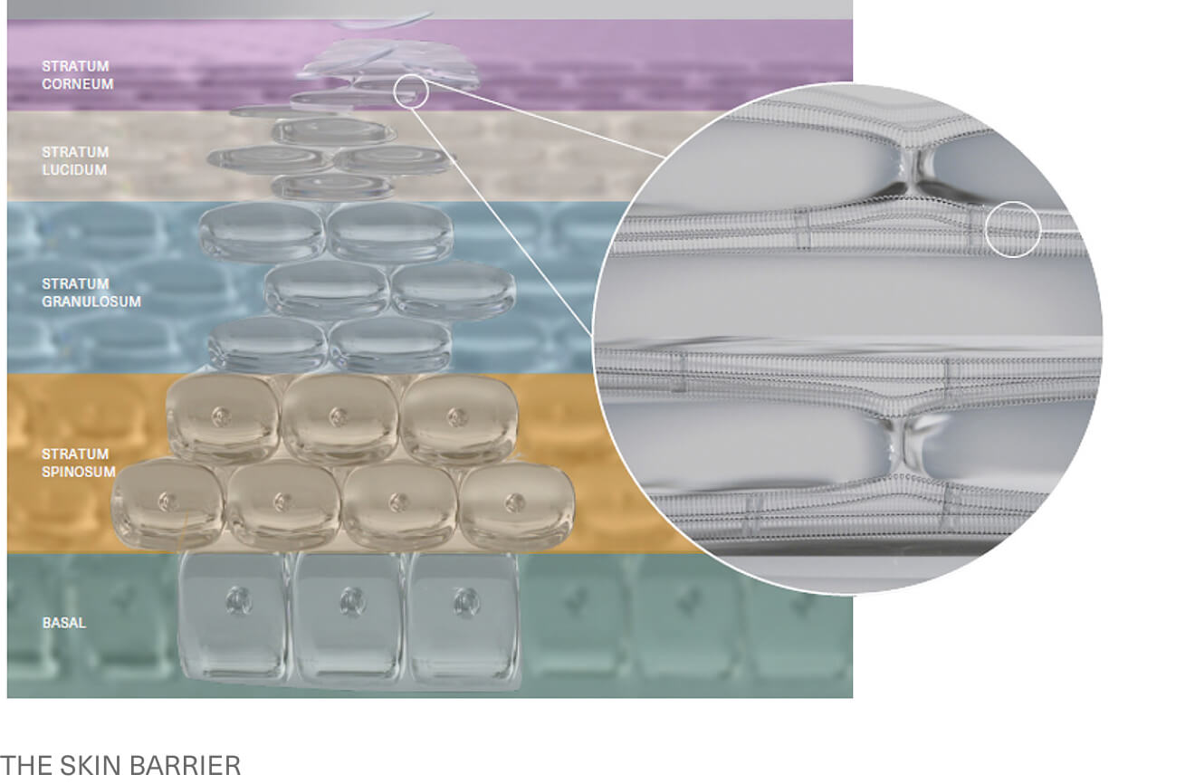 LA BARRIÈRE CUTANÉE